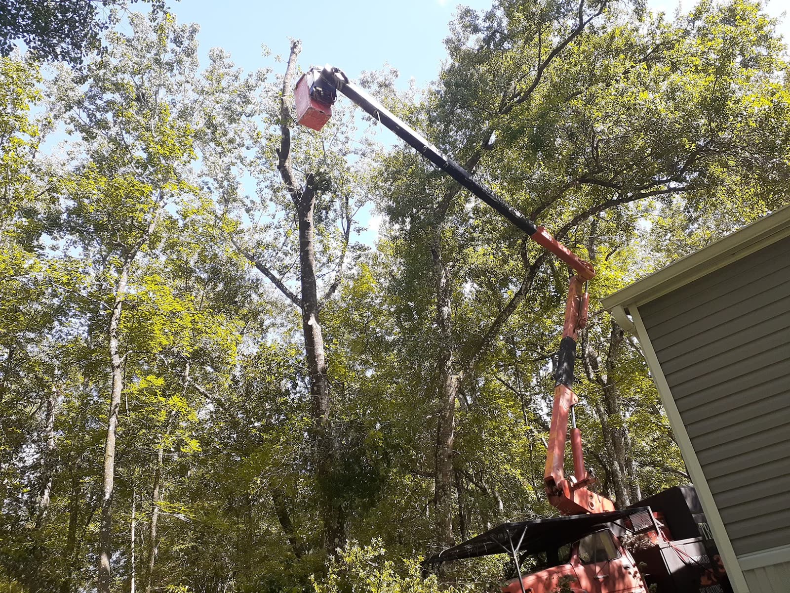 Bucket lift raised up to a dead tree among green trees