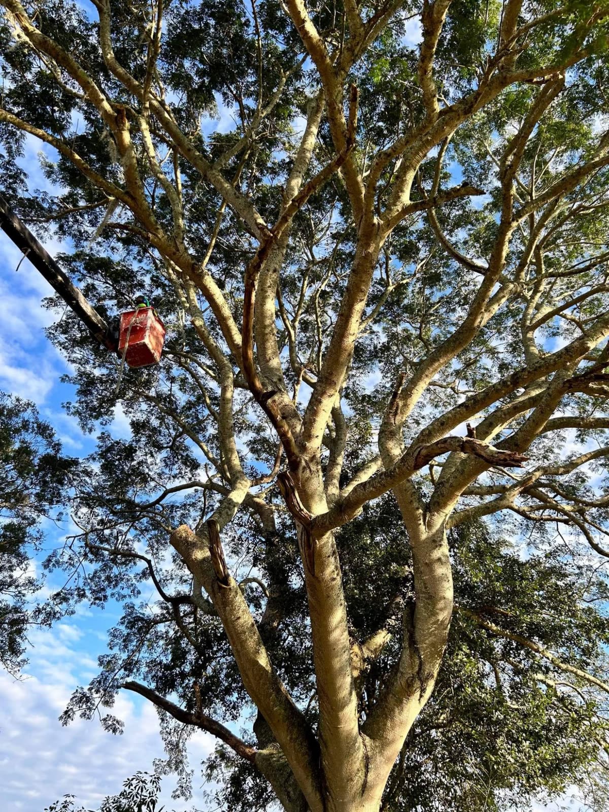 Looking up into an oak canopy with the bucket among the limbs
