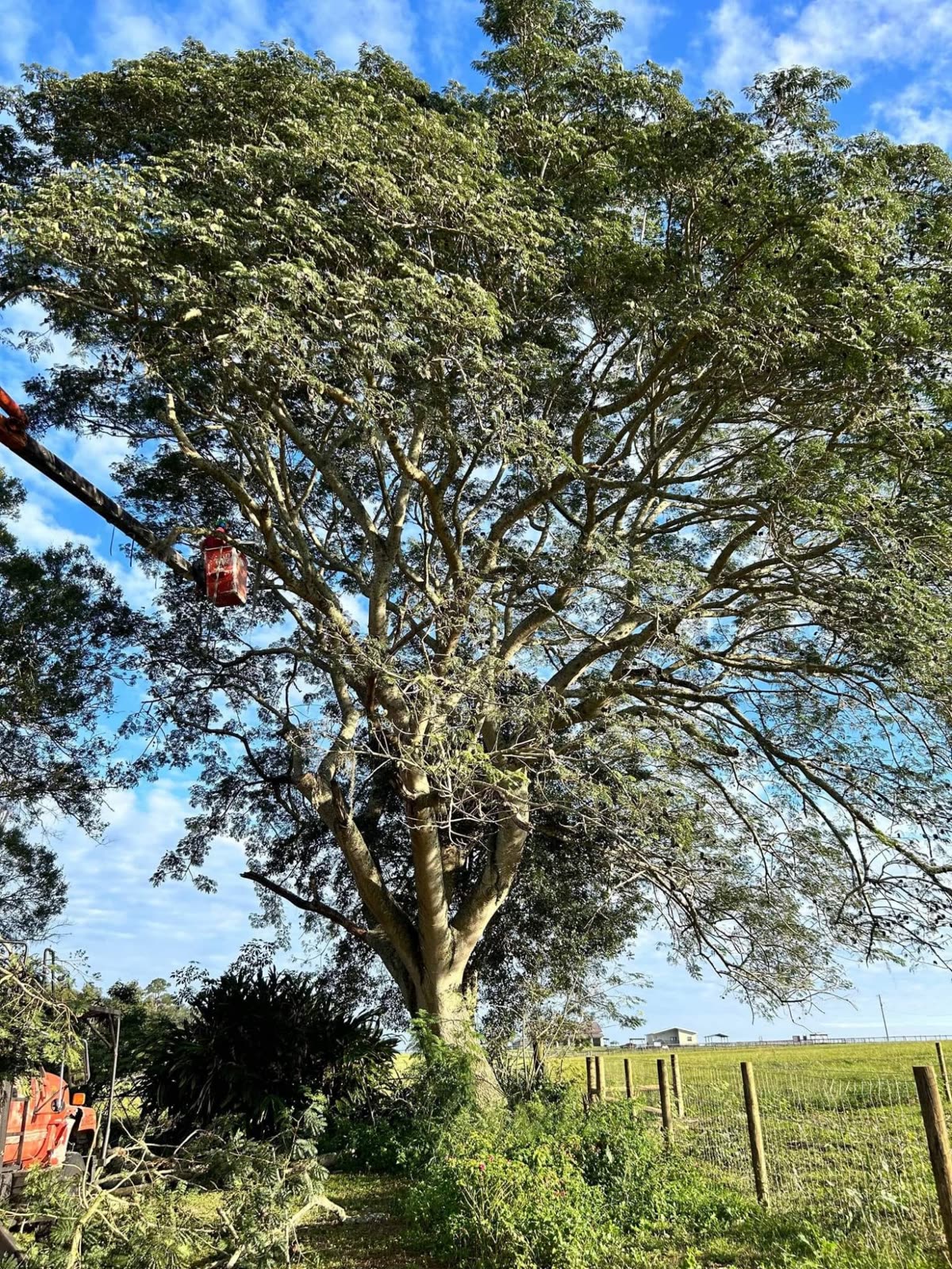 Large spreading oak with the bucket lift in its canopy