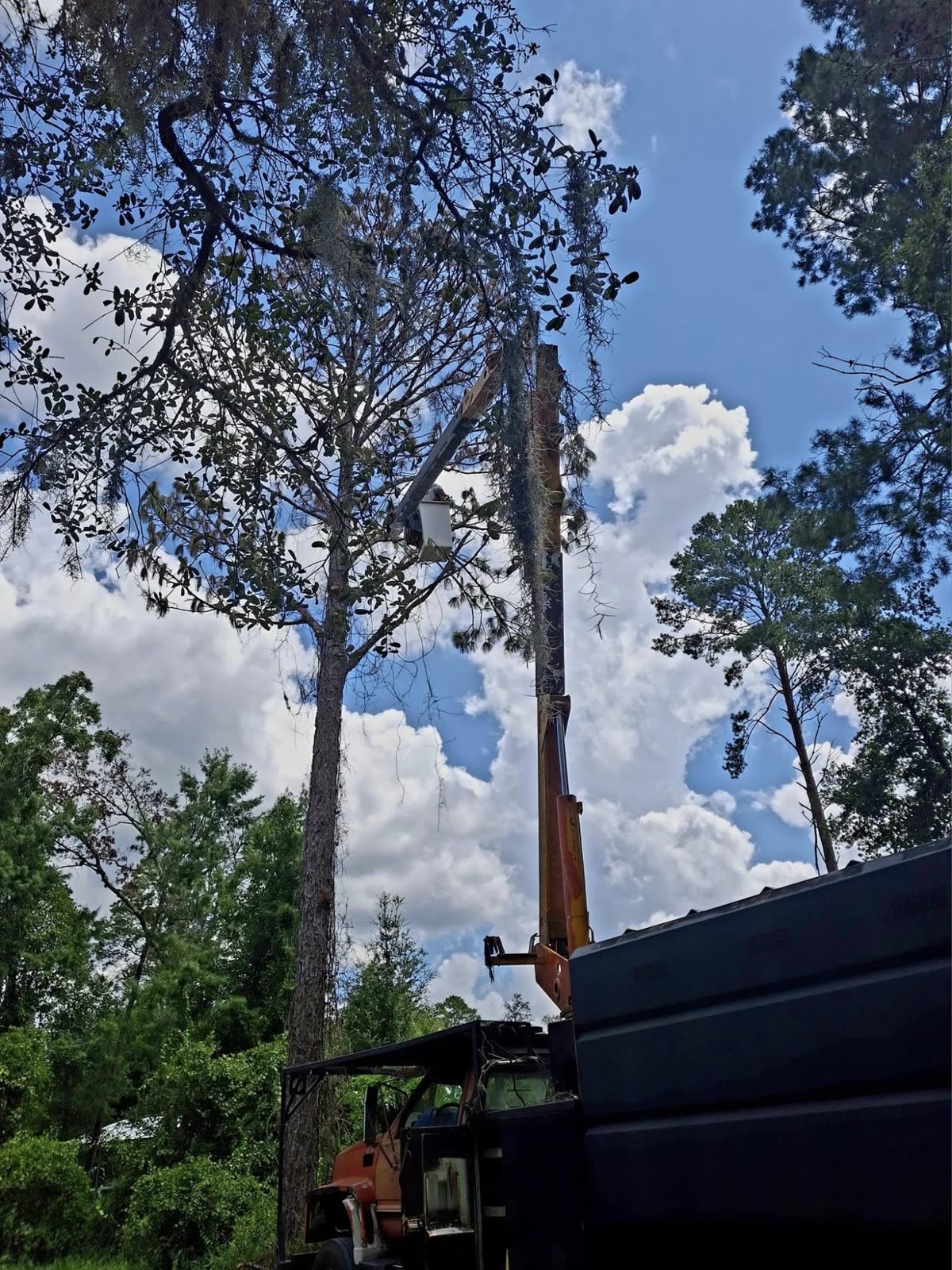 Tall pine being taken down next to a chip truck
